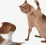 7b56527c648d49159e806a821e9db724.png